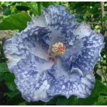 Rare Hibiscus Flowers